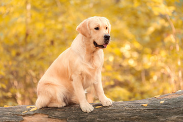 Beautiful golden retriever dog in the nature