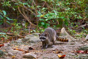 Mapache wild raccoon in Riviera Maya