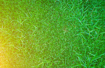 Green grass with the sun in the morning.