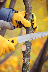 Hands with gloves of gardener doing maintenance work, pruning trees in autumn