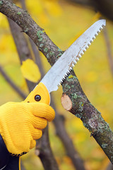 Hands with gloves of gardener doing maintenance work, pruning trees in autumn