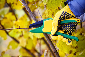 Hands with gloves of gardener doing maintenance work, pruning bushes in autumn