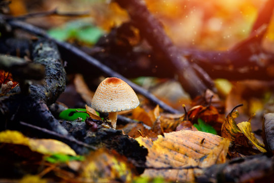 A poisonous mushroom between colorful leaves in autumn forest