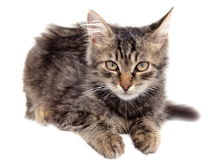 Fototapeta premium portrait of a cat on a white background