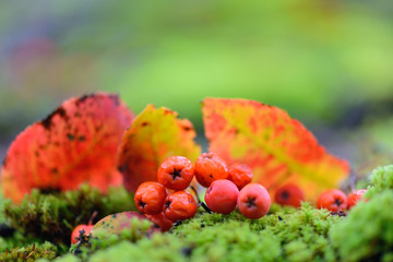 Rowan berries with autumn leaves on green moss. Autumn background