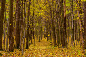 Obraz premium Photo of orange autumn forest with leaves and road