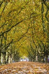 Alley in the park between trees with colorful leaves on the trees and on the ground during the autumn.