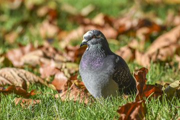 Pigeon sitting on grass among autumn leaves.