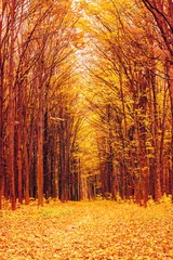 Photo sur Plexiglas Automne Photo de forêt d& 39 automne orange avec feuilles et route