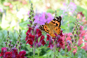 Schmetterling 250 © K.-U. Häßler