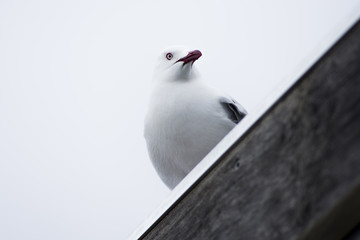 High-key Seagull 