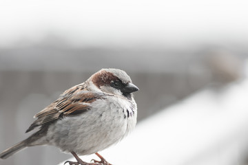 Bird with Blurry background 
