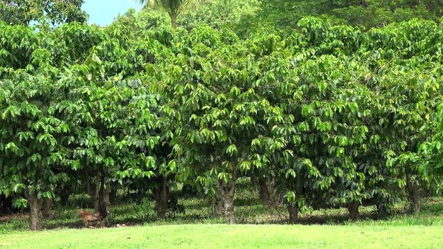 Chicken brood at the Coffee plantation (Coffea arabica). Kona District, Hawaii, USA