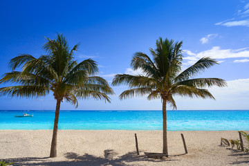 Caribbean beach coconut palm trees Riviera Maya