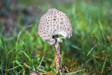 Bitten mushroom in the forest, autumn season among the green grass.