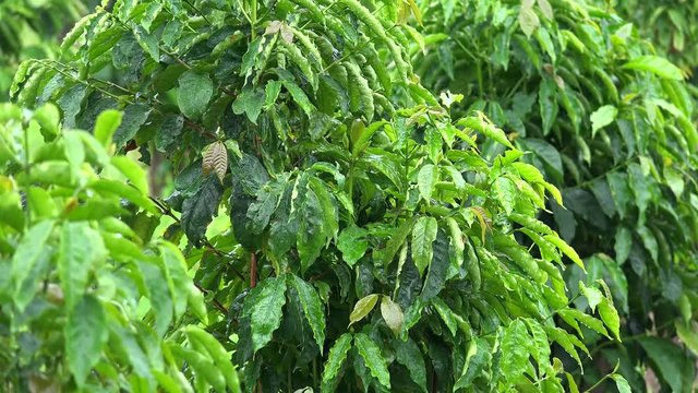 Leaves of Coffea arabica at rain. Kona District, Hawaii, USA
