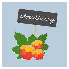 Vector Fruit - Cloudberry
