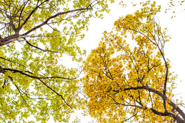 Photo of orange autumn forest with leaves