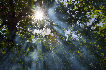 the sun's rays through the smoke in the woods
