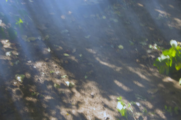 the sun's rays through the smoke in the woods