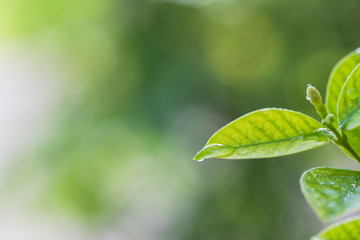 水滴のついた葉　エコイメージ