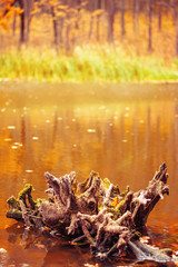 Photo of wooden stump in lake in orange autumn forest