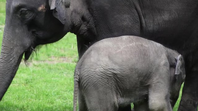 Young and old asian elephant (elephas maximus) eating grass