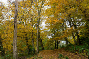 Autumn Woodland