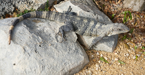 Mexican iguana in Tulum in Riviera Maya