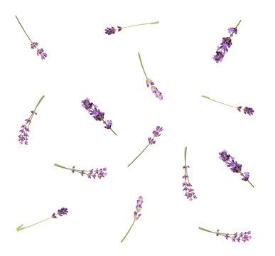 Fototapeta Lavender flowers isolated on white background, top view. Trendy flay lay composition pattern, tender romantic style.