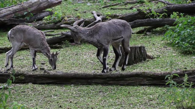 Blue sheep (Pseudois nayaur) are eating grass on the meadow