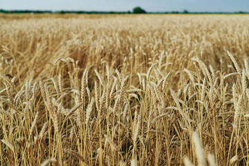 landscape of the field of rye in yellow colors