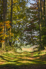 Alley in the forest between trees with colorful leaves on the trees and on the ground during the autumn.