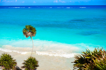 Tulum turquoise beach  palm tree in Riviera Maya at Mayan