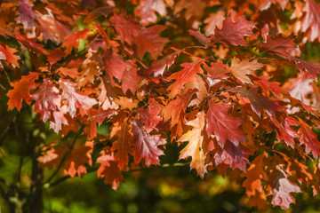 Fototapeta premium Colorful autumn leaves on the tree, red leaves on the tree.