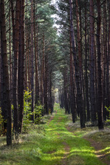 Alley in the forest between trees with colorful leaves on the trees and on the ground during the autumn.