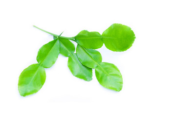 Kaffir lime leaves on white background