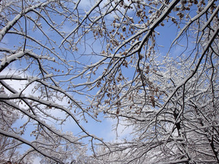 Brunches in snow on background with blue sky and white clouds. 