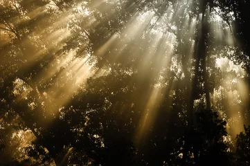 Fotobehang At dawn, light blades spread serenity. © Montipaiton
