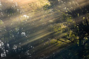 At dawn, light blades spread serenity.