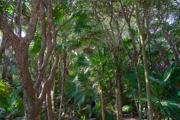 Fototapeta premium Tulum Riviera Maya jungle in Mexico