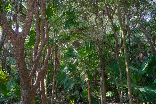Tulum Riviera Maya jungle in Mexico