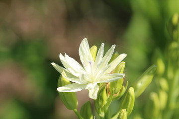 Blüte weiß