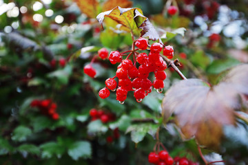 Beautiful red bunch of viburnum in autumn.