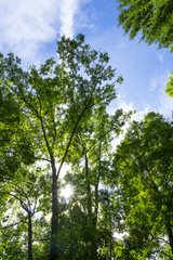 Fototapeta premium Waldhimmel