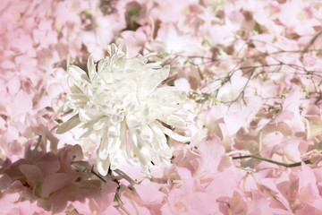 White chrysanthemum flowers on pink orchid background.