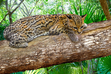 Ocelote Leopardus pardalis Ocelot cat