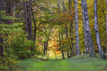 Fototapeta na wymiar Alley in the forest between trees with colorful leaves on the trees and on the ground during the autumn.
