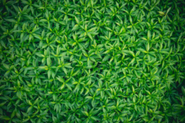 Green lawn, Backyard for background, Grass texture