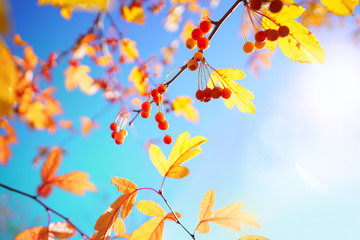 Beautiful bright autumn nature background with golden yellow leaves and orange autumn berries glows  in the sun on a background of blue and turquoise sky close-up.
